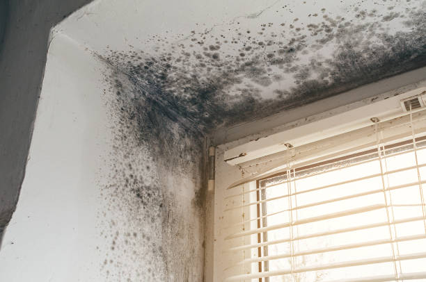 Affordable Mold Remediation solutions in Reva, VA