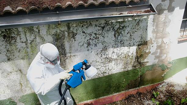 Trusted Crawl Space Mold Removal service in Reva, VA - Cheap Mold Removal